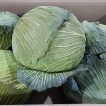 새벽들 양배추, 1box, 10kg(5-6통)
