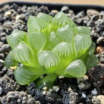 [하월시아 옵투샤 Haworthia obtusa] 옵투사 옵튜샤 옵튜사 하월시아 보석식물 아프리카식물 식물인테리어 다육이 토분 화분 홈가드닝 희귀식물 소형식물 키우기쉬운식물, 플라스틱 화분, 1개