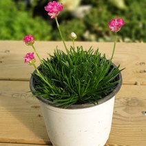 장미농원 봄 꽃모종 초화 꽃 식물 종류 총집합!!, 1개, 아르메리아