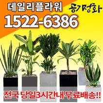 실내공기정화식물 미세먼지 공기청정 키우기쉬운식물 플랜테리어 식당 개업축하선물 산세베리아 고무나무 안시리움 율마 아가베 아레카야자 승진화분, (선택05)스투키