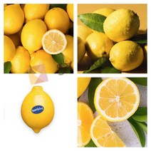 SY몰 팬시 레몬 2KG 12-14과 대 센스있는추석선물 한가위과일