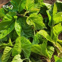 지리산 뽕잎순 산뽕잎 생뽕잎 자연산 뽕잎, 1봉지, 1kg