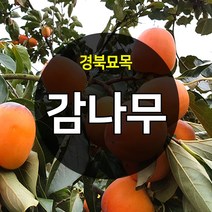 우수한 품종의 나무묘목 유실수 과실수 약용수 조경수 판매중, 감나무, 태추단감 접목 상묘