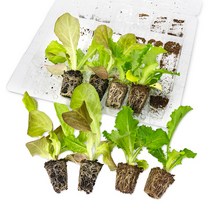 화담 상추 모종키우기 72종 상추키우기 쌈채소 샐러드채소 양배추, 유럽상추, 버터헤드 레드 4개