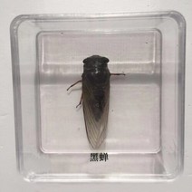 조각품 곤충 표본 나비 진짜 잠자리 사마귀 스페이드 갑옷 투명 상자 홈 액세서리, 17 18