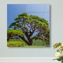 [천삼백케이] [꾸밈] ta535-아크릴액자풍수건강을가져다주는소나무(중형)