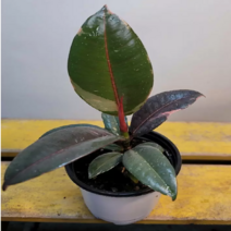 루비수채화(새로입고