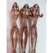 말린개구리 1마리 황소개구리 개구리뒷다리 (2마리이상구매상품), 말린황소개구리(대) 1마리
