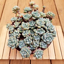 라울 대품 계절 옷을 입는 예쁜 다육식물1-200, 단품, 1개