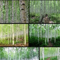 자작나무묘목 2주 로얄프로스트