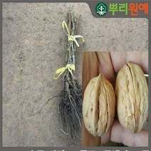 호두나무 신령 왕호두 묘목 신령호두70cm이상 1주 hsc