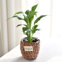 실내공기정화식물 율마 아레카야자 스킨답서스 산세베리아 테이블야자 유칼립투스 이레카야자 페페 스투키 몬스테라, (식물만), 3..스파트필름