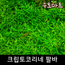 [수초마트] 크립토코리네 팔바, [득템플러스] 35뿌리