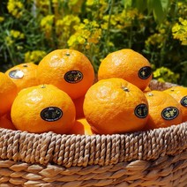 [제주산지직송] 카라향 2.5kg(15-22수 가정용) 나른한 봄을 깨우는 싱그러운 과즙이 팡팡!!