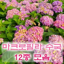 마크로필라 수국 11종 묘목 포트묘 화분묘 프린세스다이애나 니코블루 LA드림 돌체칙 로소글고리, 11.로소글로리, 1개