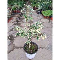 월의치설 무늬동백/외목대