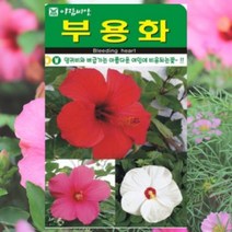 부용화 씨앗 100립/ 꽃씨 몰 화단용 주말농장 텃밭 홈가드닝 키우기