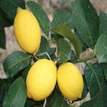 레몬나무/접목4년/묘목/kk1572