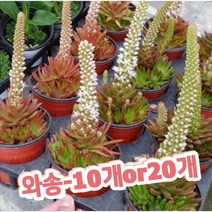 와송 10개 20개/항암예방으로 유명