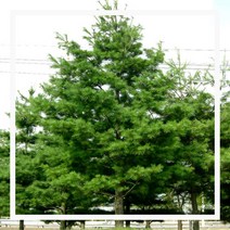 내꽃농원 스트로브잣나무 키 150cm(분)