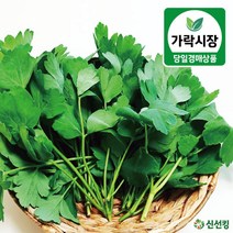 신선킹 생 방풍 150g 방풍나물 하우스 방풍 국내산, 1개