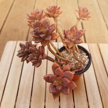 프리티 목대 7두 키우기 쉬운 다육 랜덤발송7-45, 단품