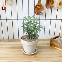 1+1 체리세이지 키친허브 화분 세트 타임 바질 베란다 텃밭 허브 키우기, H13.체리세이지, H18.스테비아