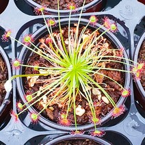 해마루농원 불꽃 끈끈이주걱 파라독사, 1개