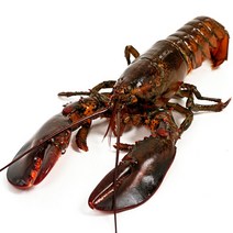 은하수산 살아있는 캐나다산 활 랍스타, 1. 활랍스타 450-550g, 550g