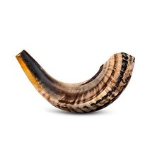 킹데이비드 램 쇼파르 양각나팔 반광택 22~24인치, 12-14, Single