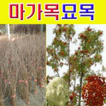 (D소망)마가목나무묘목(실생3년생) 7그루