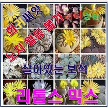 FP3/희귀씨앗/다육식물/리톱스 믹스/씨앗40 립, 1개