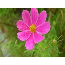 가을꽃 숙근코스모스 포트/황화코스모스/왜성코스모스 씨앗, 숙근코스모스 포트 / 15주