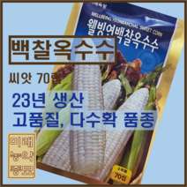 웰빙 연백찰옥수수 씨앗/국내산 찰옥수수-23년생산 70립 (소독필), 1개