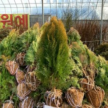 황금측백나무 황금측백묘목 측백나무 30 ~ 40cm 봄에 심을만한 묘목 ys