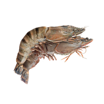자연산 킹 타이거 새우 특대 블랙타이거 중 6미 8미 1kg 캠핑용 소금구이 대하 범새우 랍스타 킹크랩 캠핑 요리 홈파티 업소용 도매 소매, 중 1kg (6-8미 내외), 1개