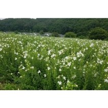 슈퍼도라지종근 30주 슈퍼도라지모종 슈퍼도라지씨앗재배, 1개