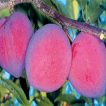 묘목/자두나무 대석조생/접목1년 3주 kk722