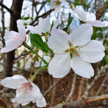 [모든원예조경] 산벚나무 묘목 (실생1년) 벚꽃나무묘목 관상수 공원수