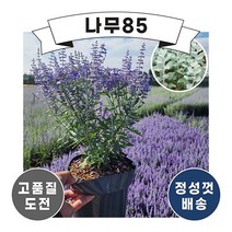 (나무85) 러시안세이지 실버리블루 2리터 화분