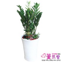 공기정화식물 개업화분 축하화분 화분배달 스투키 행운목 금전수 전국당일배송, A03 금전수