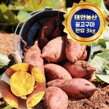 태안 산지직송 안면도 꿀고구마 3kg (중 두세입/50g~90g), 1박스