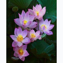 푸아이 보석십자수 3D 캔버스형 액자 부귀 연꽃 베스트모음 15종 40x50 DIY 세트 큐빅 비즈 PW1799, 40x50cm, Type_A
