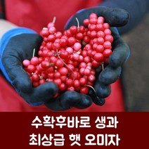 2023년 자연산 오미자 [5kg] / [10kg], 1개