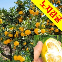 청정 제주 노지감귤 가성비좋은 감귤 중대과 5kg, 1박스