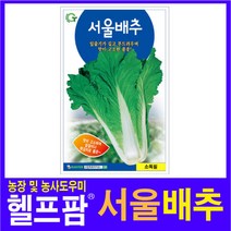 헬프팜 서울배추 20g 씨앗 종자 그린하트바이오