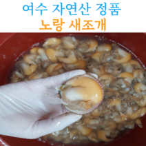 당일손질 자연산 여수 새조개 2kg 실중량 500g 내외, 1개