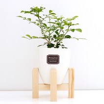 아침향기 실내공기정화식물 세라믹 원형화분 화이트, 1개, (세라믹화분) 오렌지자스민