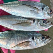 생선 잡어 생선구이 통영 메가리 전갱이, 전갱이 1kg