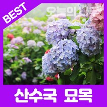 합리적 가격의 우수한 수국나무묘목(원예수국 포트묘)